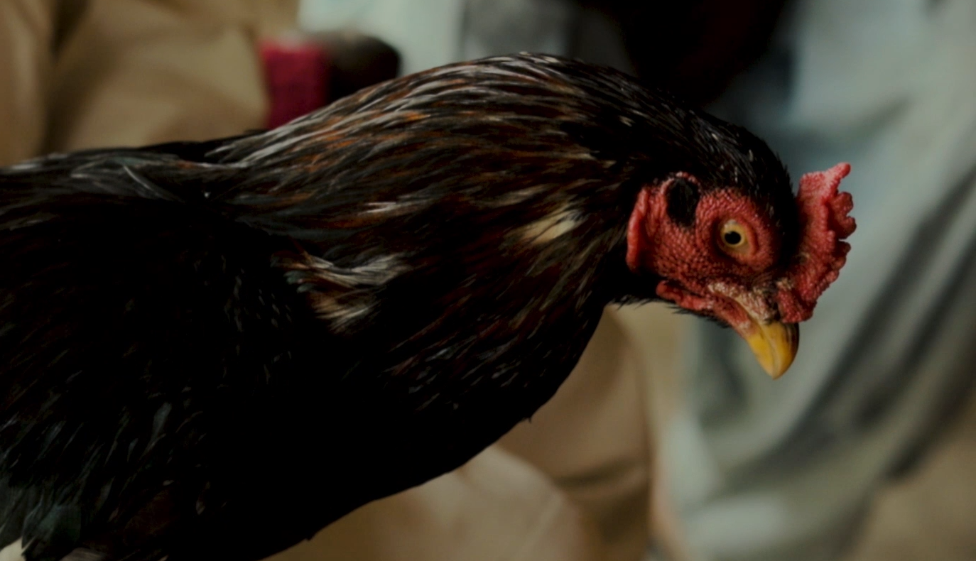 Rooster Fighting In Pakistan